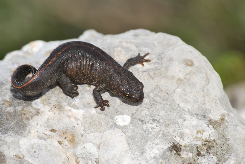 Balkan Crested Newt