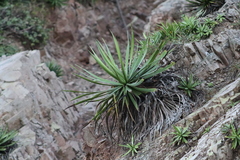 Agave colimana