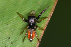 Pachomius dybowskii