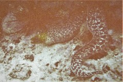 Gymnothorax undulatus