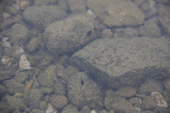 Bufotes viridis viridis