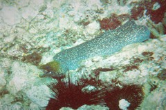 Gymnothorax undulatus