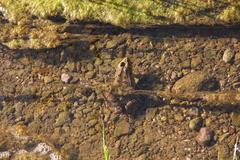 Pelophylax ridibundus