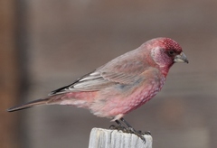 Great Rosefinch photo 3