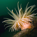 Deeplet Anemone - Photo (c) Guido Schmitz, some rights reserved (CC BY-NC), uploaded by Guido Schmitz
