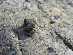 Littorina brevicula