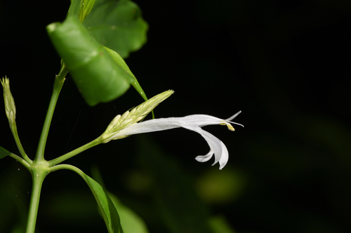 Justicia urophylla, photograph 6