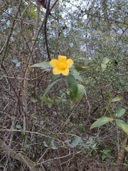 Gelsemium sempervirens image