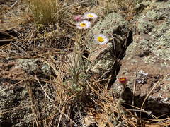 Erigeron tracyi