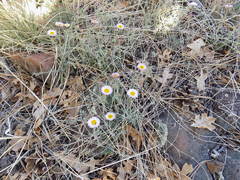 Erigeron tracyi