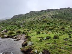 Bergbambos tessellata