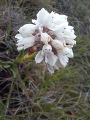 Disa cephalotes cephalotes