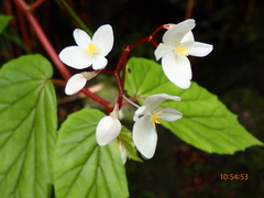 Begonia decandra