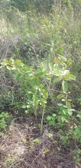 Citharexylum spinosum