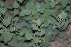 Abutilon trisulcatum