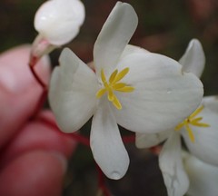 Begonia decandra
