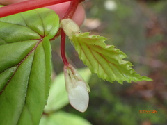 Begonia decandra