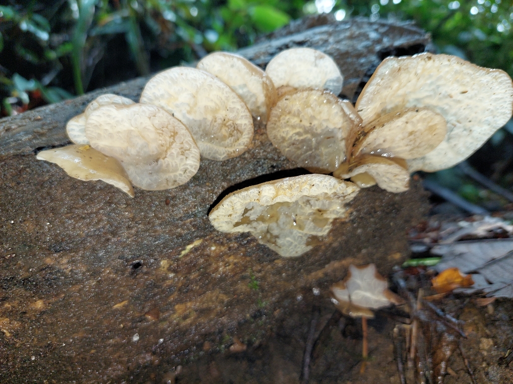 Auricularia delicata · February 2022 · photo: © danielmesa1 (iNaturalist, cc-by)