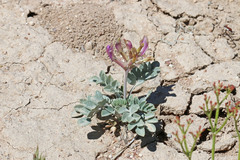 Astragalus chamaeleuce