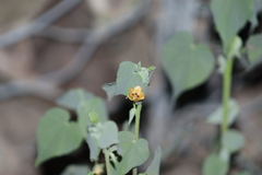 Abutilon trisulcatum