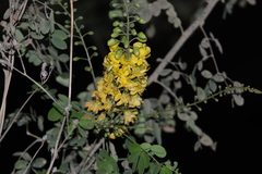 Cenostigma