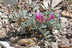Astragalus chamaeleuce chamaeleuce