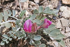 Astragalus chamaeleuce chamaeleuce