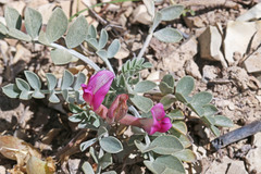 Astragalus chamaeleuce chamaeleuce