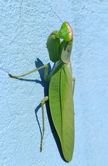 Rhombomantis tectiformis