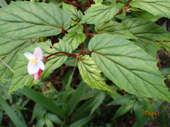 Begonia decandra