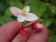 Begonia decandra