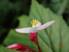 Begonia decandra