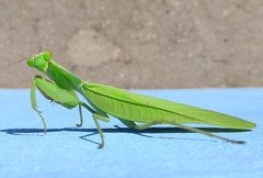 Rhombomantis tectiformis