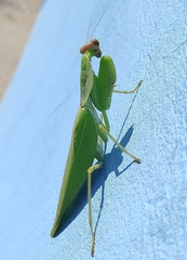 Rhombomantis tectiformis