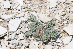 Astragalus chamaeleuce chamaeleuce