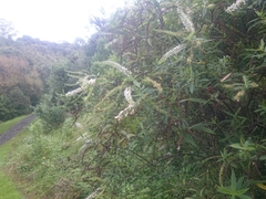 Veronica stricta stricta
