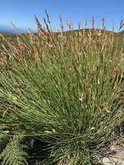 Hypodiscus aristatus