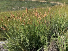 Hypodiscus aristatus