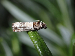 Epinotia thapsiana