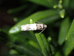 Epinotia thapsiana