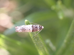 Epinotia thapsiana