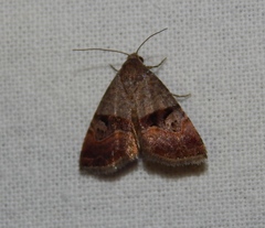 Ozarba megaplaga