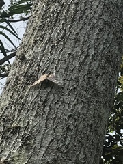 Hamadryas feronia