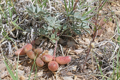 Astragalus chamaeleuce chamaeleuce