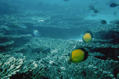 Chaetodon melapterus