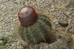 Melocactus macracanthos