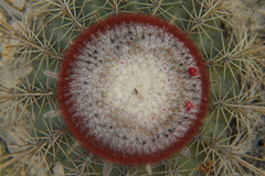 Melocactus macracanthos