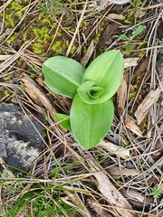 Orchis purpurea
