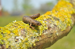 Triturus anatolicus