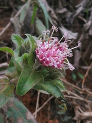 Lagascea